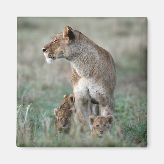 Íman Lioness (Panthera leo) e filhotes, Masai Mara (Frente)