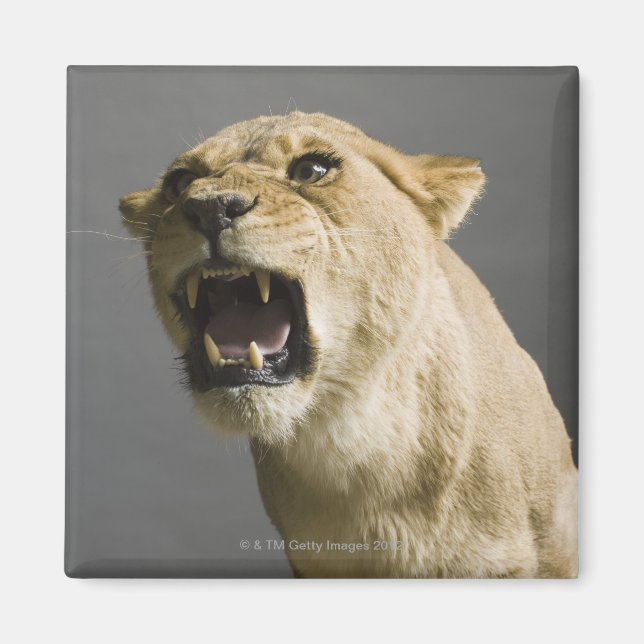Íman Lioness ruaring (Frente)