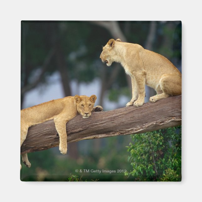 Íman Lionesses em uma árvore (Frente)