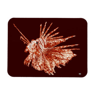 Íman Lionfish