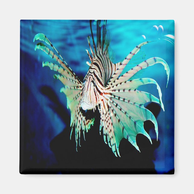 Íman Lionfish Beauty (Frente)