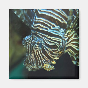 Íman Lionfish Magnet