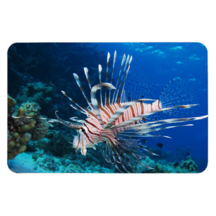 Íman Lionfish ou Pterois Miles, Peixes de Recife do Oce