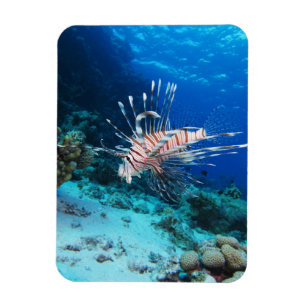 Íman Lionfish ou Pterois Miles, Peixes de Recife do Oce