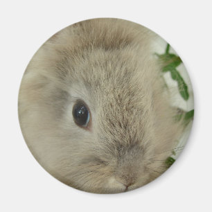 Íman Lionhead Bunny
