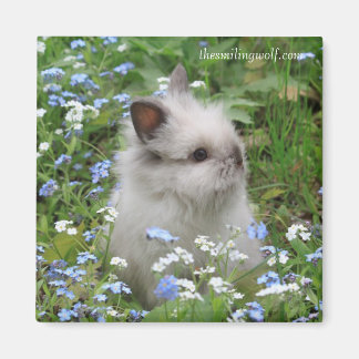 Íman Lionhead Rabbit Magnet