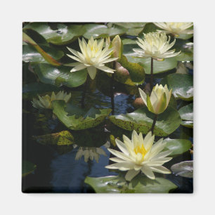 Íman Líquido de lírios de Lotus Amarelo