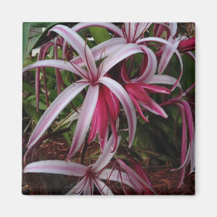 Íman Lírio Crinum Roxo da Rainha Emma