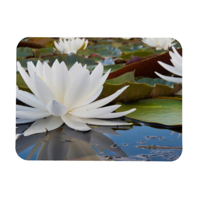 Íman Lírio de Água Fragrante (Nymphaea Odorata) no Cadd (Horizontal)
