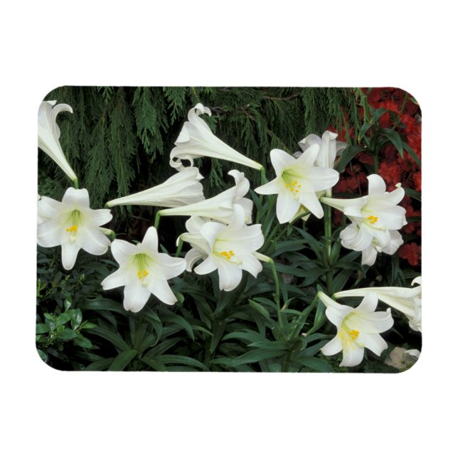 Íman Lírio-de-Natal (Lilium regale) (Horizontal)