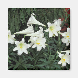Íman Lírio-de-páscoa (Lilium regale)