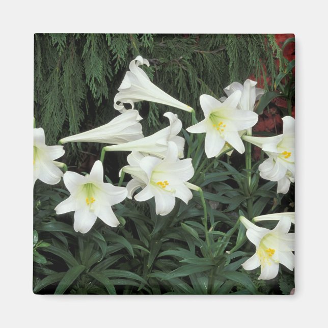 Íman Lírio-de-páscoa (Lilium regale) (Frente)
