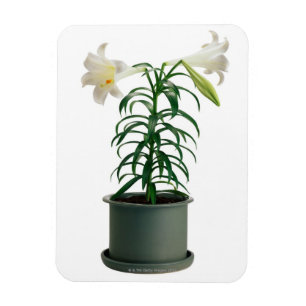 Íman Lírio de páscoa Potted