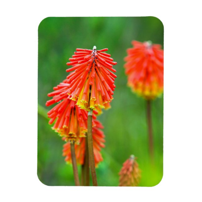 Íman Lírio Tocha (Kniphofia Uvaria), Cabo Ocidental (Vertical)