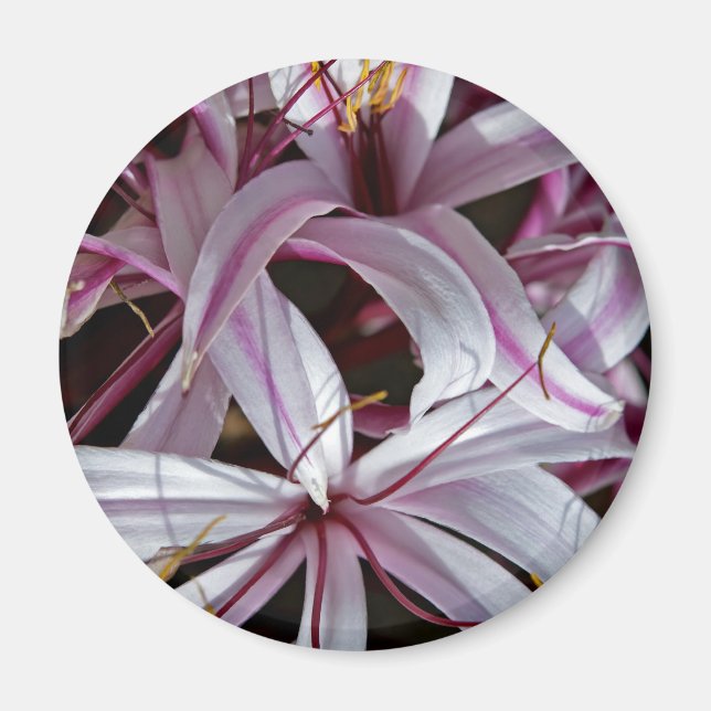 Íman Lírios (Frente)