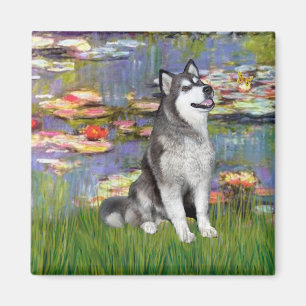 Íman Lírios 2 - Malamute do Alasca