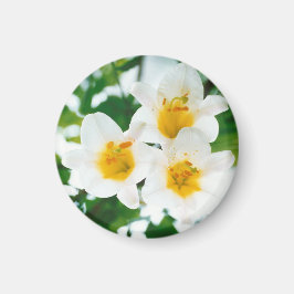 Íman Lírios brancos - Símbolo do amor