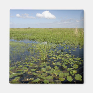 Íman Lírios-d'água e serragem nos everglades da Flórida