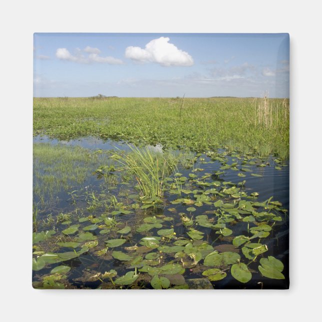 Íman Lírios-d'água e serragem nos everglades da Flórida (Frente)