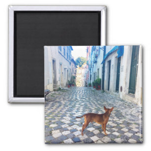 Íman Lisboa Puppy's Street Ver Portugal Foto