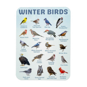 Íman lista de aves de inverno em Michigan EUA