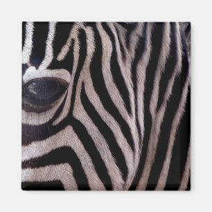 Íman Listras da zebra