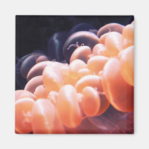 Íman liteira de feijão 8x8