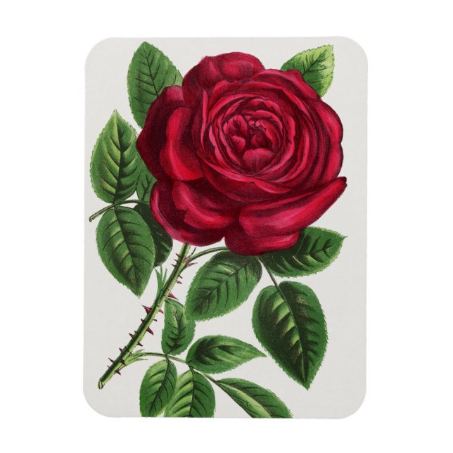 Íman Litografia de Rosa Antiga, François-Frédéric Grobo (Vertical)