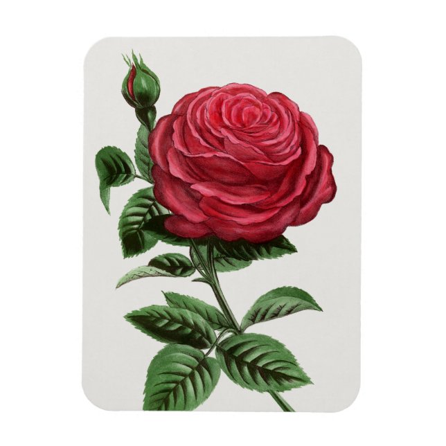 Íman Litografia de Rosa Antiga, François-Frédéric Grobo (Vertical)
