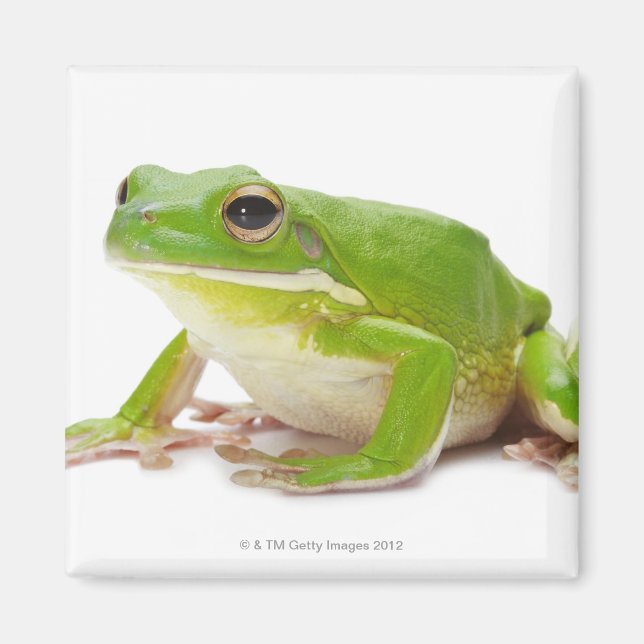 Íman Litora Infrafrenata, Sapo (Frente)