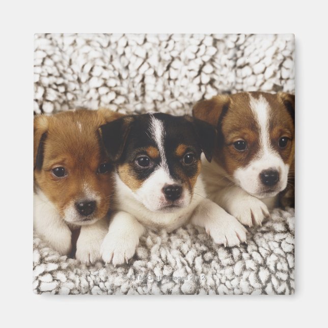 Íman Litro de cachorros (Frente)