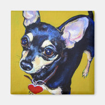Little Bithuahua - Black and Tan Chihuahua