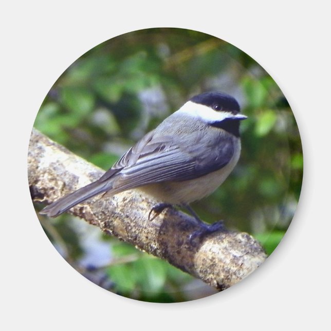 Íman Little Chickadee (Frente)