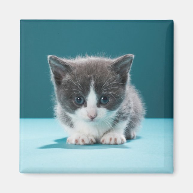 Íman Little Kitten (Frente)