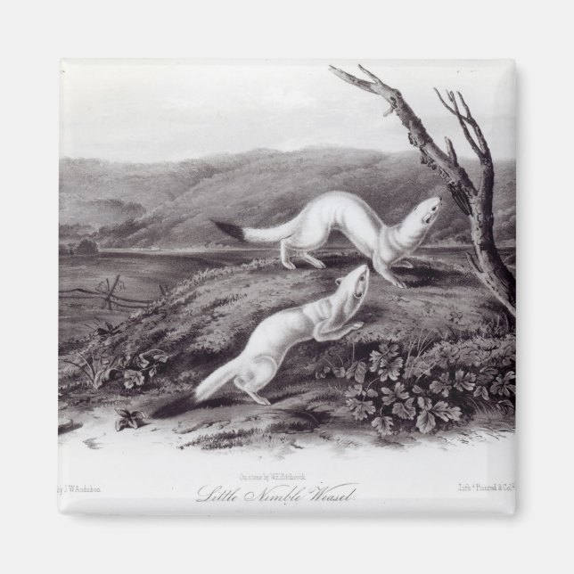 Íman Little Nimble Weasel (Frente)