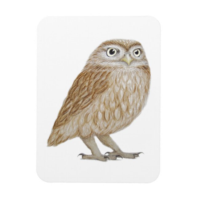 Íman Little Owl 2011 (Vertical)