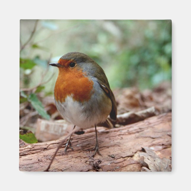 Íman Little Robin Magnet (Frente)