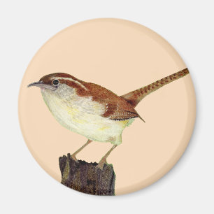 Íman Little Wren