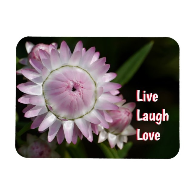 Íman Live Laugh Love Daisy Magnet (Horizontal)