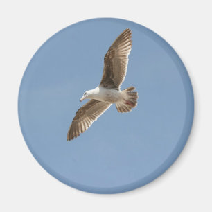 Íman Livre como um Pássaro (Vazio de Seagull)