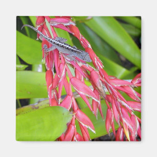 Íman Lizard e Beauty