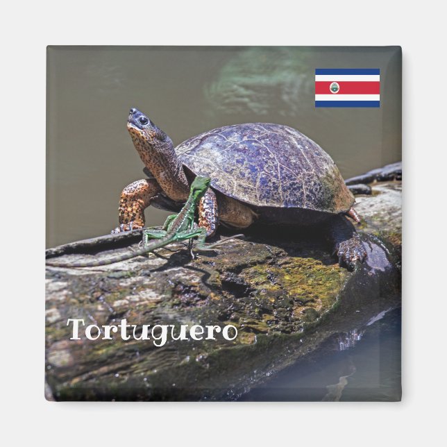 Íman Lizard e River Turtle em Tortuguero - Costa Rica (Frente)