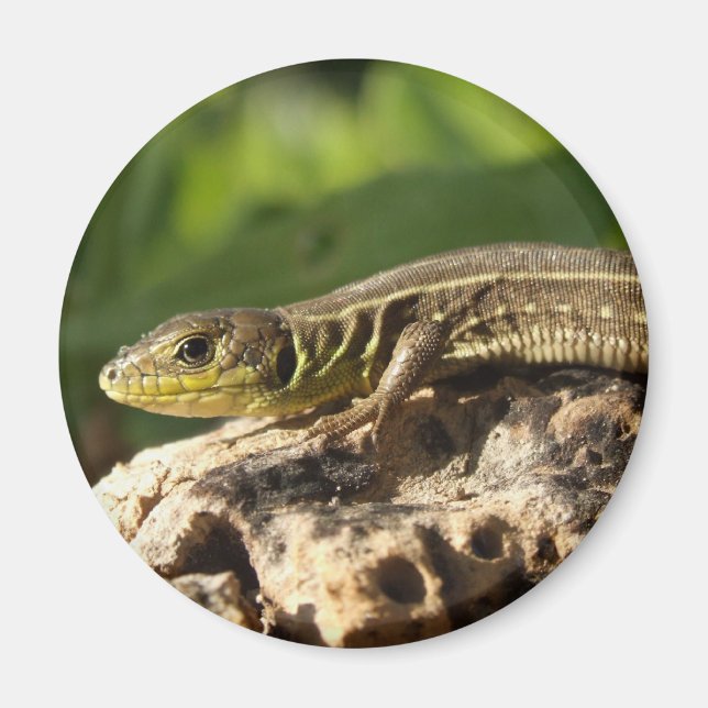 Íman Lizard Magnet (Frente)