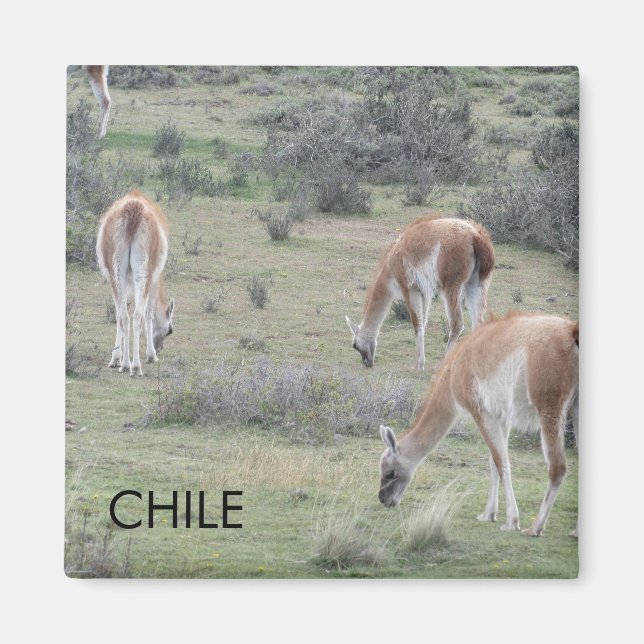 Íman Llama Chile Magnet (Frente)