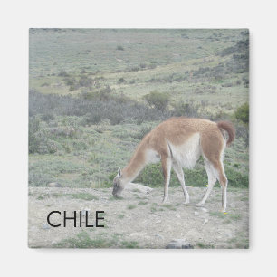 Íman Llama Chile Magnet