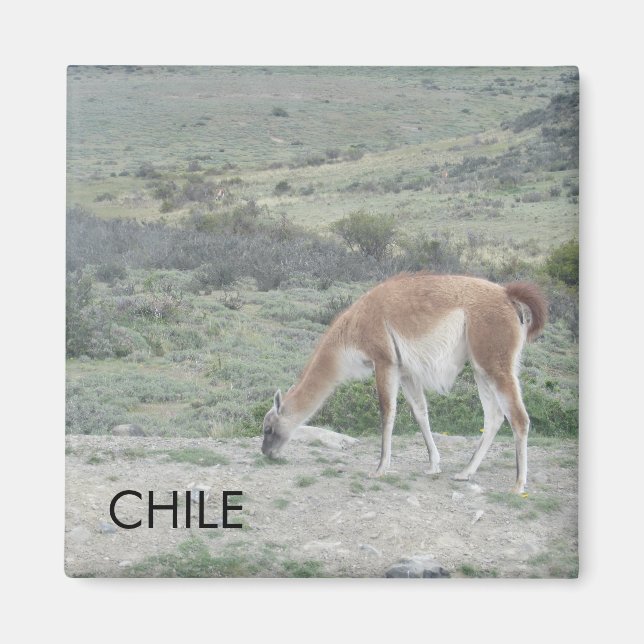 Íman Llama Chile Magnet (Frente)