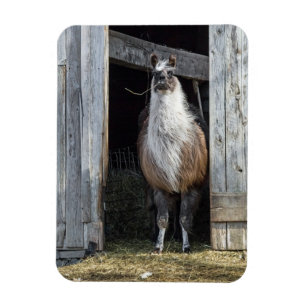 Íman Llama, Saudação Ao Dia