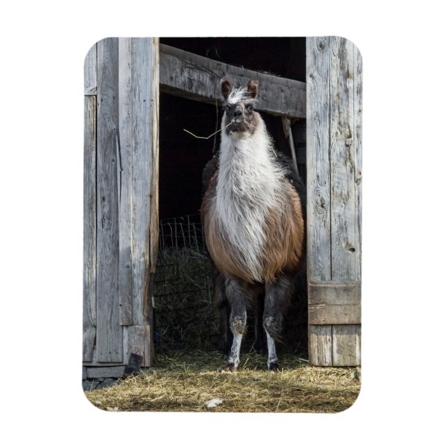 Íman Llama, Saudação Ao Dia (Vertical)