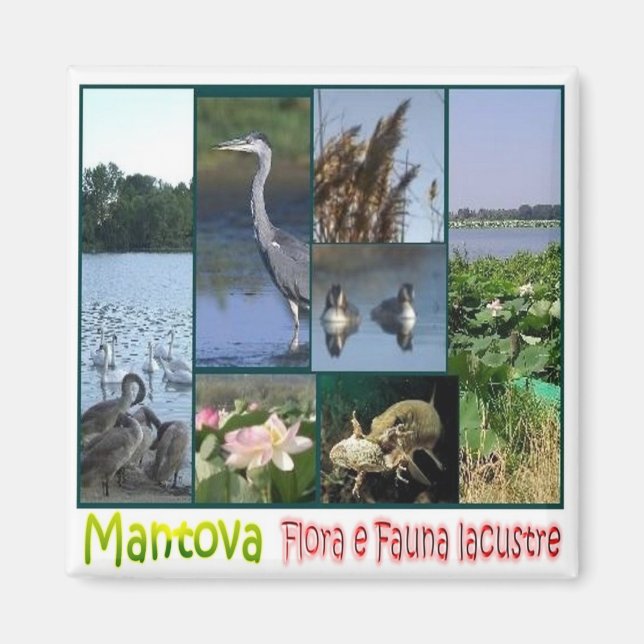 Íman LMD062 MANTOVA, Frigorífico da flora e da fauna de (Frente)