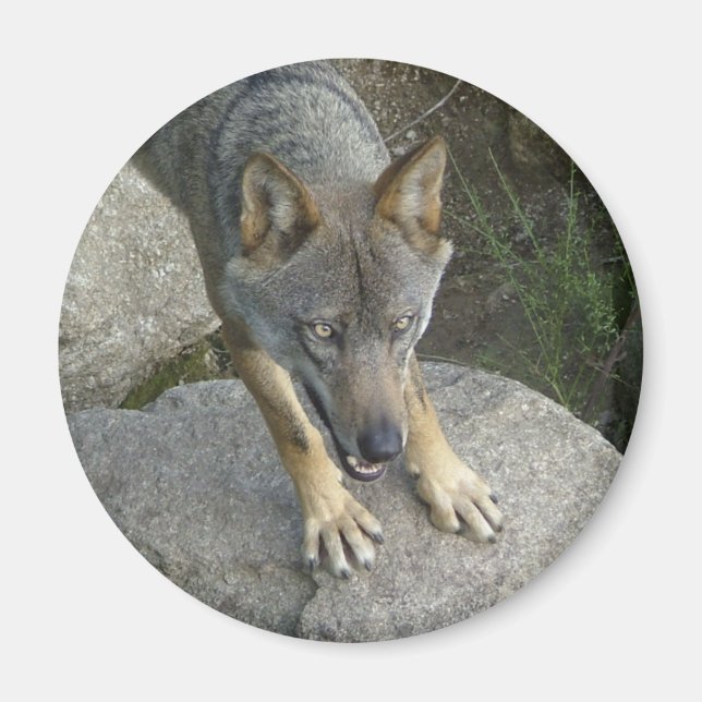 Íman Lobo-cinza europeu (Frente)